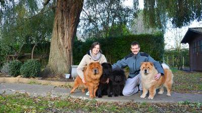 Entre Chien Et Chat Le Chow Chow Nord Littoral