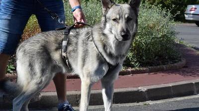 Un Chien Et Son Maître Mordus à Qui La Faute Nord Littoral