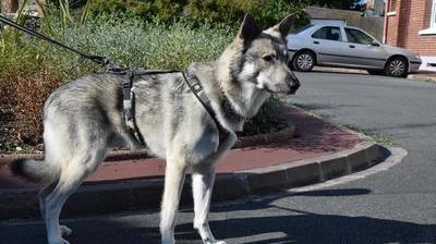 Le Chien Mordeur Sera T Il Placé Nord Littoral