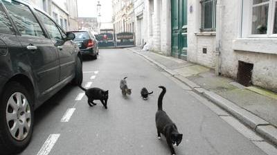 Coudekerque Branche Une Serie De Chats Retrouves Morts Le Journal Du Montreuil