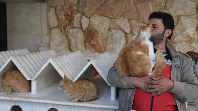 Dans La Syrie En Guerre Un Improbable Refuge Pour Chats Nord Littoral Dans La Syrie En Guerre Un Improbable Refuge Pour Chats Nord Littoral