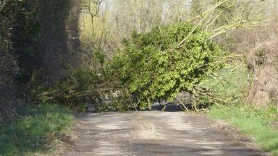 Un Arbre Tombe En Travers De La Route Nord Littoral