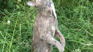 Calais Un Chat Retrouve Mort Pendu La Semaine Dans Le Boulonnais