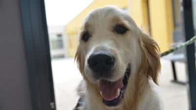 Loxy, un golden retriever à l’Ehpad de Croisilles, une première dans le ...